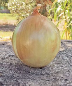 produzione semi cipolla a tunica gialla beys