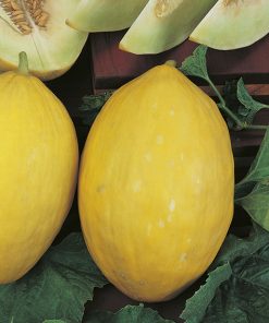 melon yellow canary 2 seeds production