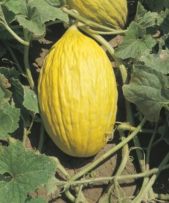 melon yellow canary 3 seeds production