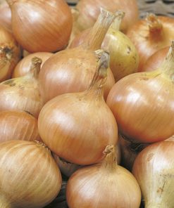 produzione semi cipolla a tunica gialla granex prr