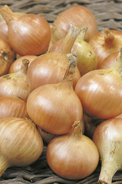 onion yellow granex prr seeds production