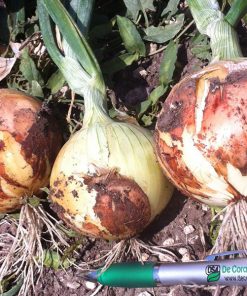 produzione semi cipolla a tunica gialla ponteba F1