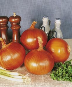 onion yellow sweet spanish seeds production