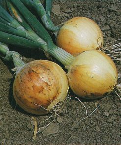 produzione semi cipolla a tunica gialla texas early grano 502