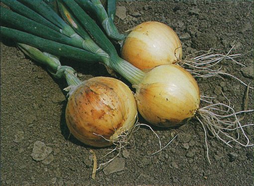 onion yellow texas early grano 502 seeds production