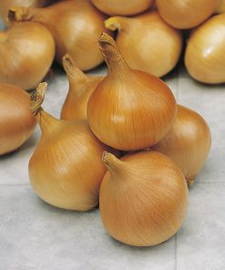 produzione semi cipolla a tunica gialla zittauer gelbe