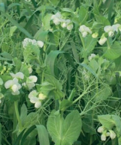 DSA_Geocover NITROFIX