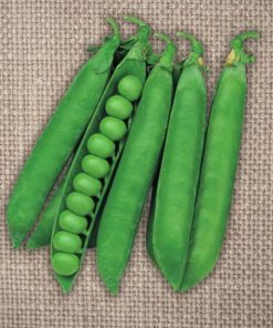 Utrillo - Pea Utrillo De Corato Sementi