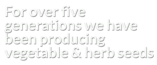 produzione semi cipolla